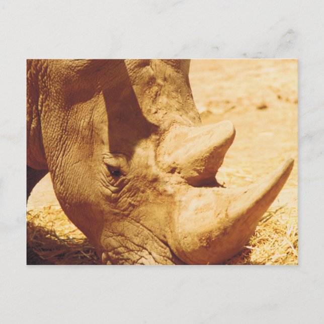 Rhinoceros Love Postcard (Front)