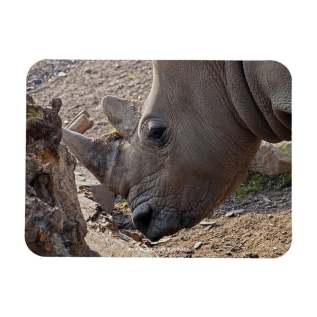 Rhinoceros Magnet (Horizontal)