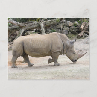 Rhinoceros on the run @ Auckland Zoo Postcard