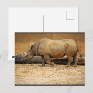 Rhinoceros Portrait Postcard