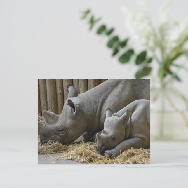 Rhinoceros   postcard (Standing Front)