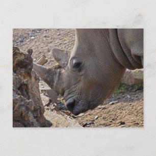 Rhinoceros Postcard
