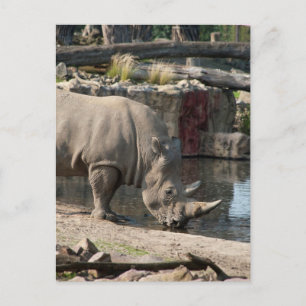 Rhinoceros Postcard