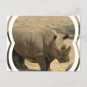 Rhinoceros Postcard