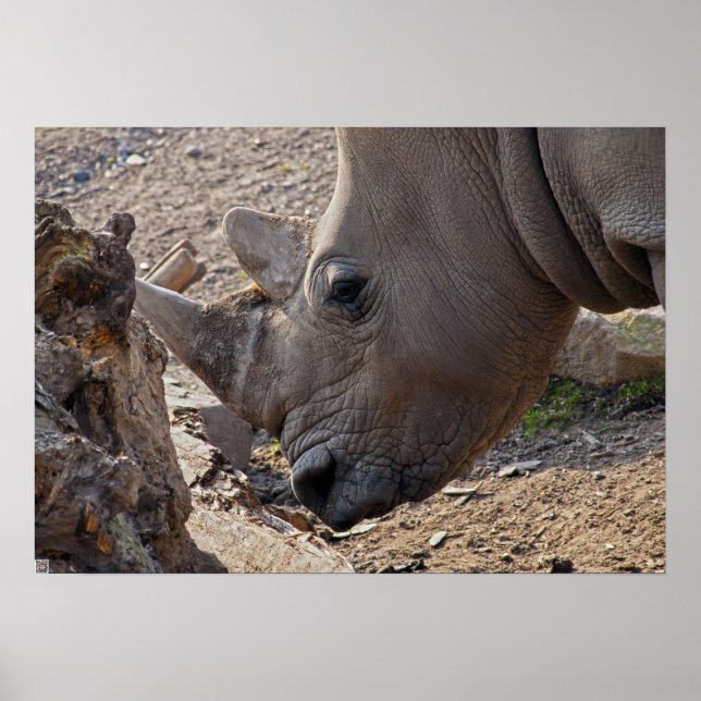 Rhinoceros Poster (Front)