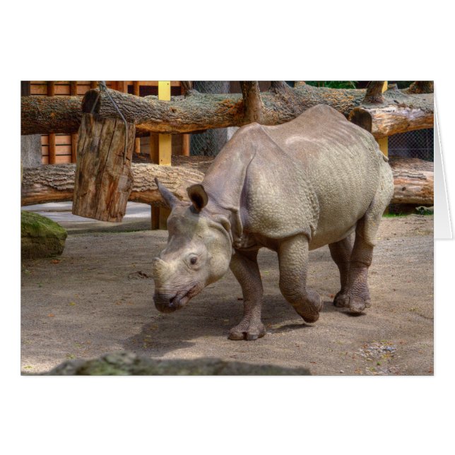 Rhinoceros unicornis (Front Horizontal)