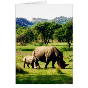 rhinos