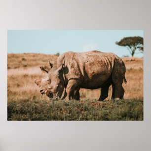 RHINO'S IN AFRICA GRAZING POSTER