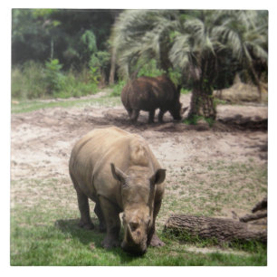 Rhinos on Safari Photo Tile