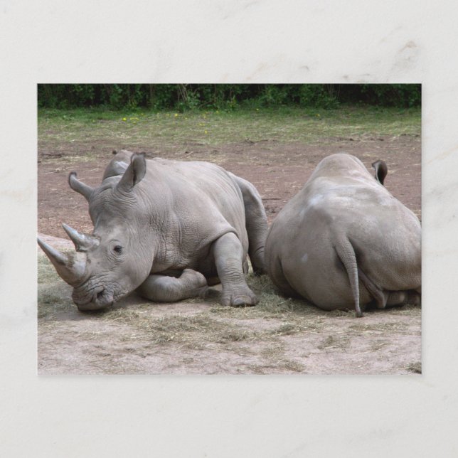 Rhinos Postcard (Front)