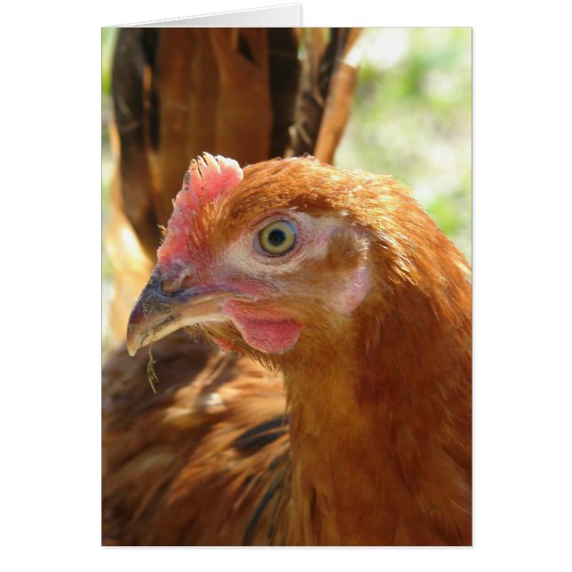Rhode Island Red (Front)