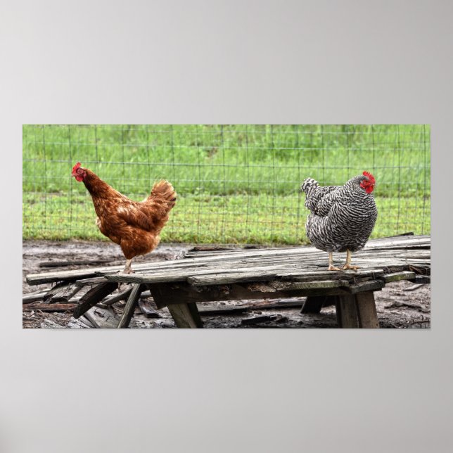 Rhode Island Red and Plymouth Rock Hens Poster (Front)
