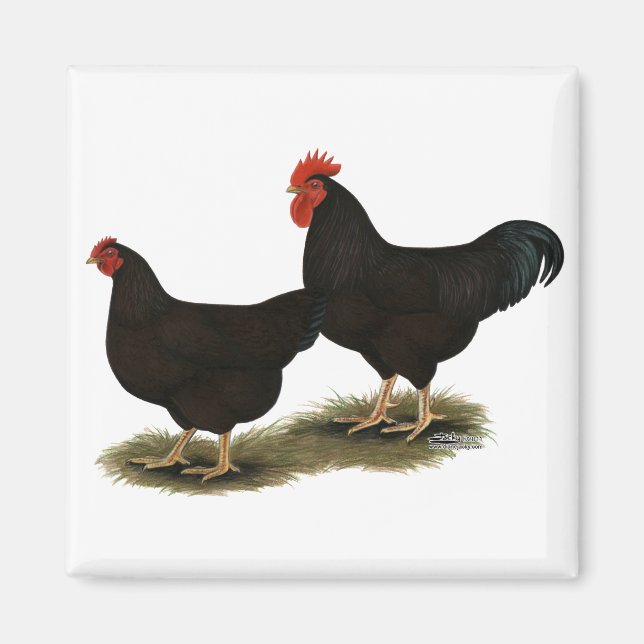 Rhode Island Red Bantams Magnet (Front)