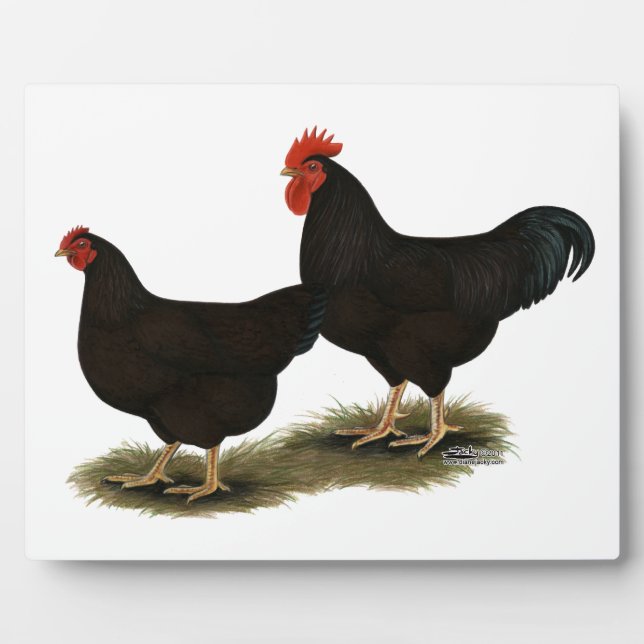 Rhode Island Red Bantams Plaque (Front)