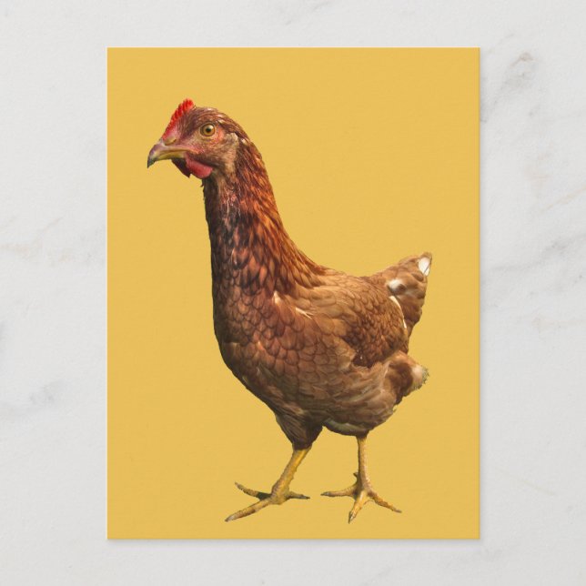 Rhode Island Red Hen Chicken Postcard (Front)