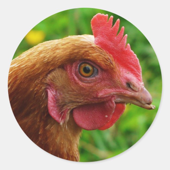 Rhode Island Red Hen Classic Round Sticker (Front)