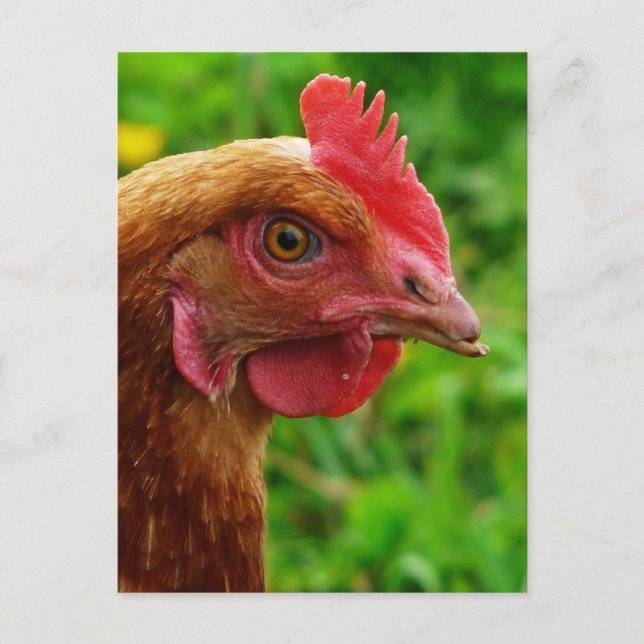 Rhode Island Red Hen Postcard (Front)