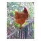 Rhode Island Red Hen
