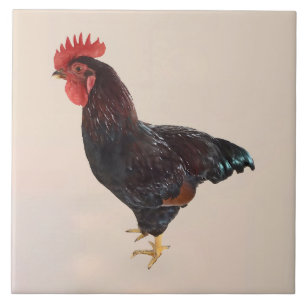 Rhode Island Red Rooster Ceramic Tile