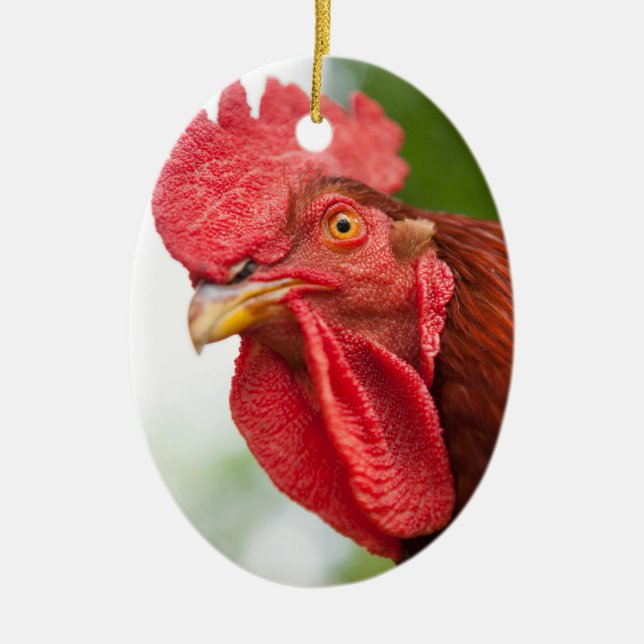 Rhode Island Red Rooster Ceramic Tree Decoration (Front)
