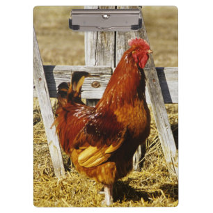 Rhode Island Red Rooster Clipboard