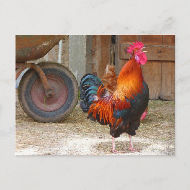 Rhode Island Red Rooster Crowing in Barnyard Postcard (Front)