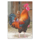 Rhode Island Red Rooster Crowing in Barnyard