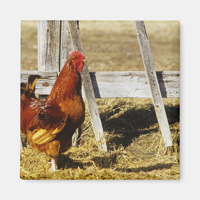Rhode Island Red Rooster Magnet (Front)