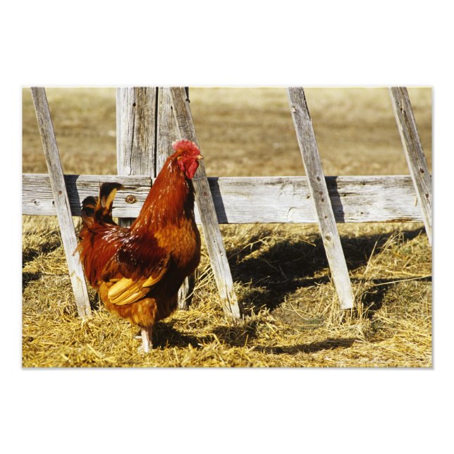 Rhode Island Red Rooster Photo Print (Front)
