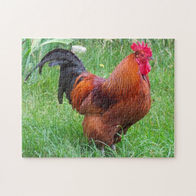 Rhode Island Rooster. Jigsaw Puzzle (Horizontal)