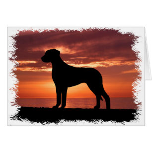 Rhodesian Ridgeback