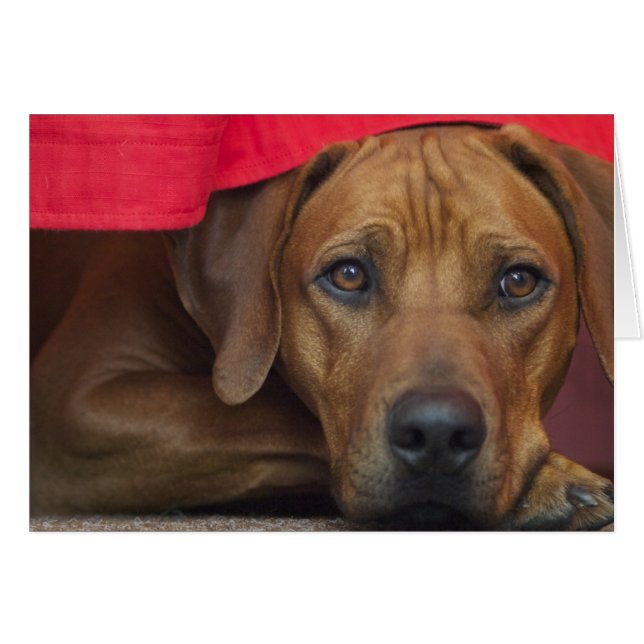rhodesian-ridgeback (Front Horizontal)