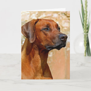 Rhodesian ridgeback card