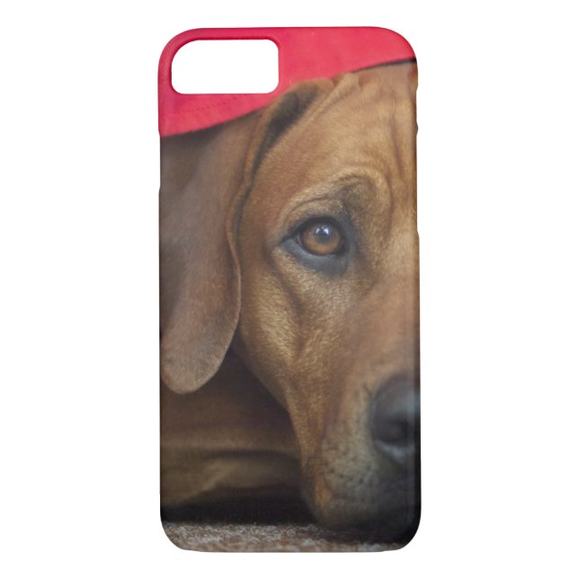 rhodesian-ridgeback Case-Mate iPhone case (Back)
