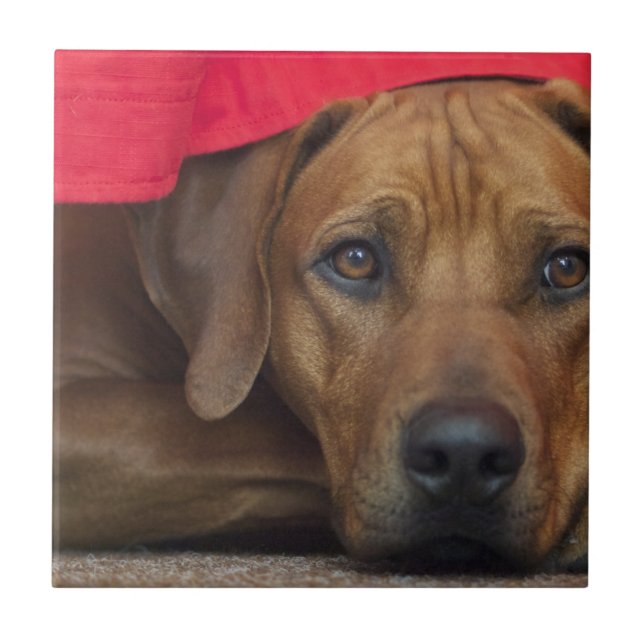 rhodesian-ridgeback ceramic tile (Front)