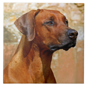 Rhodesian ridgeback ceramic tile