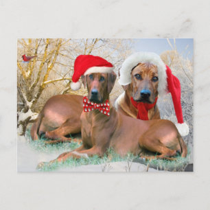 Rhodesian Ridgeback Christmas Gifts Holiday Postcard