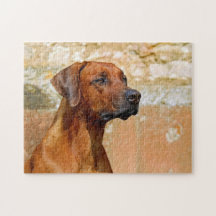 Rhodesian Ridgeback Dog Gazing Eyes