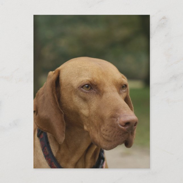 Rhodesian Ridgeback Dog Postcard (Front)