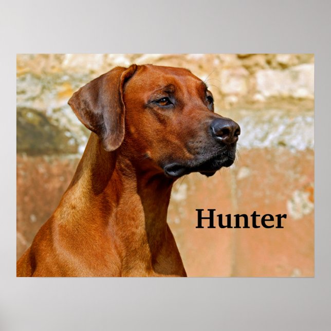 Rhodesian Ridgeback Dog Poster (Front)