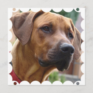 Rhodesian Ridgeback Invitation