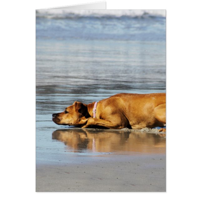 Rhodesian Ridgeback - Is the Water Cold? (Front)