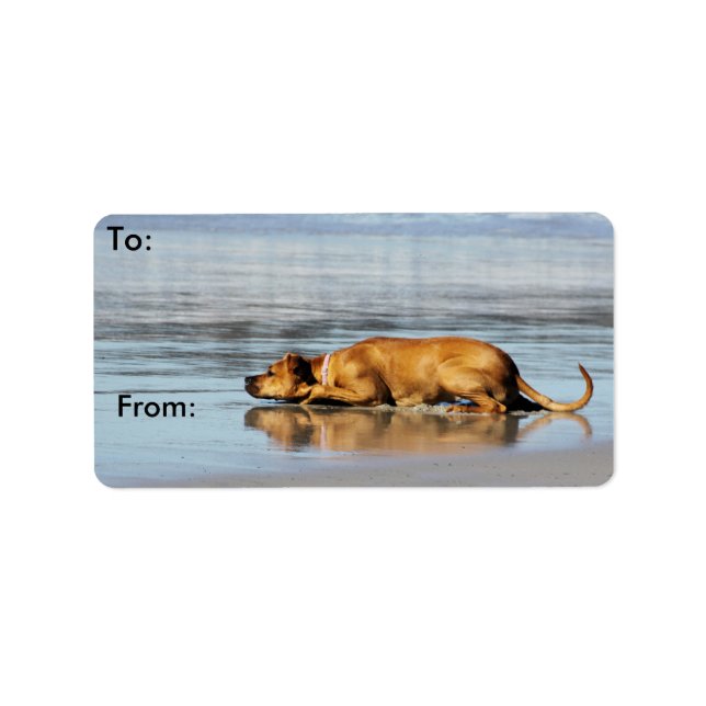 Rhodesian Ridgeback - Is the Water Cold? Label (Front)