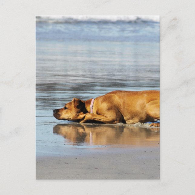 Rhodesian Ridgeback - Is the Water Cold? Postcard (Front)