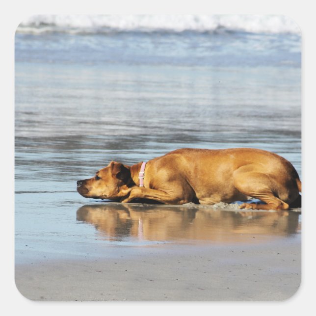 Rhodesian Ridgeback - Is the Water Cold? Square Sticker (Front)