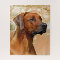 Rhodesian Ridgeback