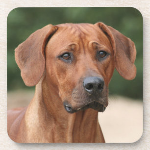 Rhodesian Ridgeback mats Coaster