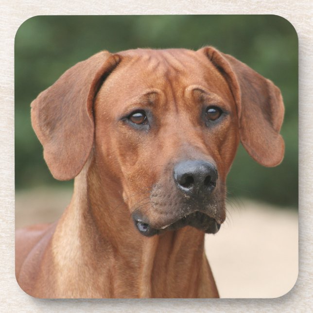 Rhodesian Ridgeback mats Coaster (Front)