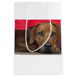 rhodesian-ridgeback medium gift bag
