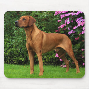 Rhodesian Ridgeback mousepad